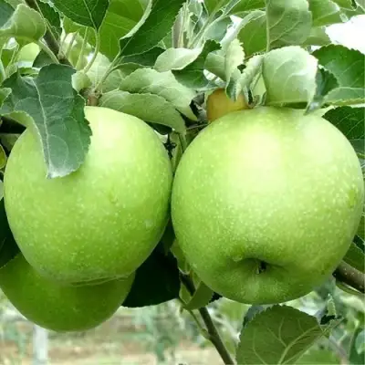 Яблоня РЕНЕТ СИМИРЕНКО в Молодечно