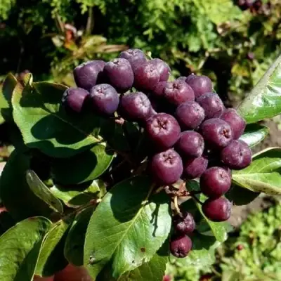 Рябина ЛИКЁРНАЯ сладкоплодная в Молодечно