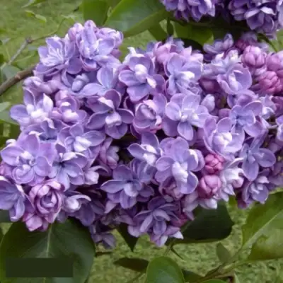 Сирень АМИ ШОТТ в Молодечно