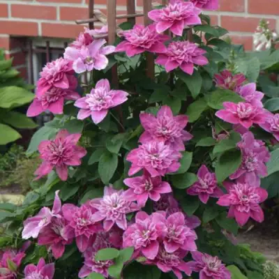 Клематис МАЙ ДАРЛИНГ  в Молодечно