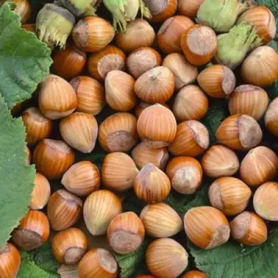 Фундук ТОНДА РОМАНА в Молодечно