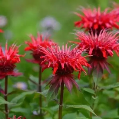 Монарда ПАНОРАМА РЕД в Молодечно