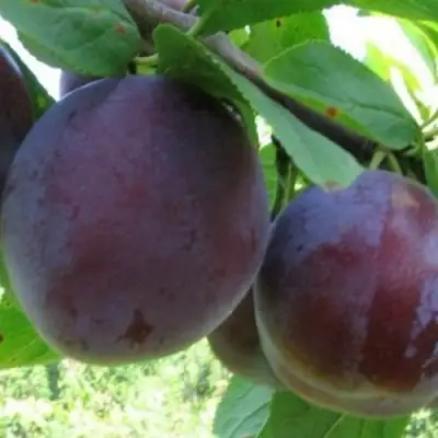 Слива СТАРТОВАЯ в Молодечно