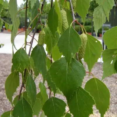 Береза ФАСЦИНЕЙШЕН белая  в Молодечно