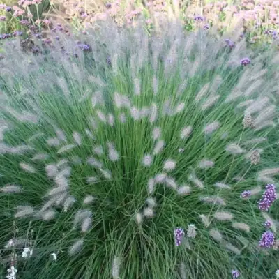 Пеннисетум ХАМЕЛН в Молодечно