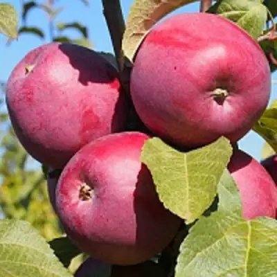 Яблоня ЗОРКА в Молодечно