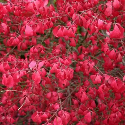 Бересклет КОМПАКТУС  в Молодечно