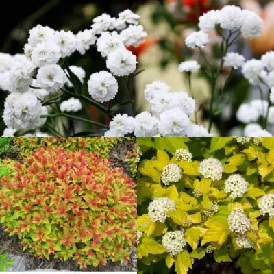 Комплект СОЛНЕЧНЫЙ МИКС в Молодечно