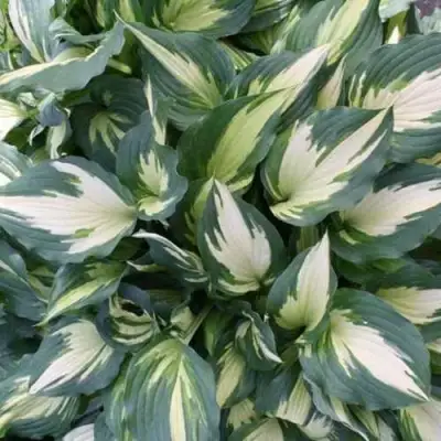 Хоста КРИСМАС КЭНДИ гибридная в Молодечно