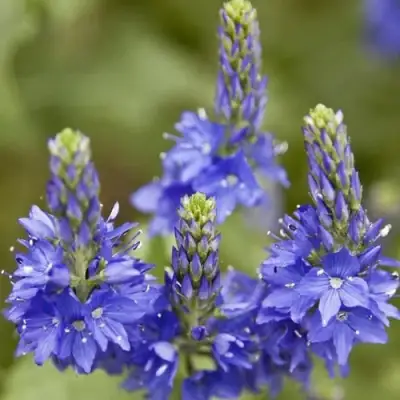 Вероника австрийская в Молодечно