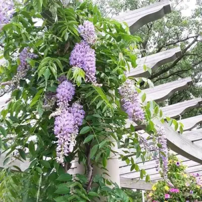 Глициния макростахия БЛЮ МУН в Молодечно