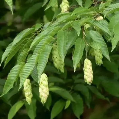 Граб японский в Молодечно