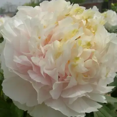 Пион ЗОЛОТОЙ ИЗУМРУД древовидный в Молодечно