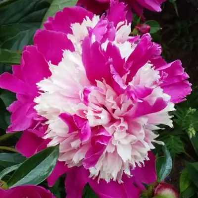 Пион КАПЛЯ РОСЫ травянистый в Молодечно