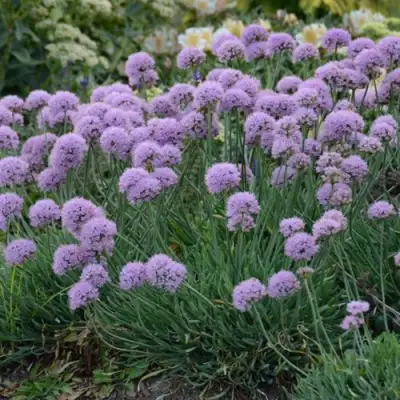 Лук ЛИЗА БЛЮ стареющий в Молодечно