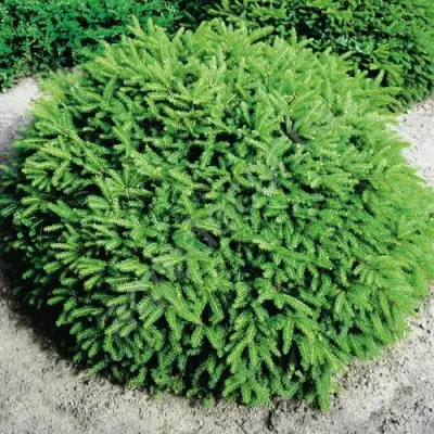 Ель НИДИФОРМИС обыкновенная в Молодечно