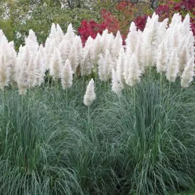 Кортадерия белая (пампасная трава) в Молодечно