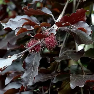 Бук лесной АТРОПУНИЦЕА в Молодечно