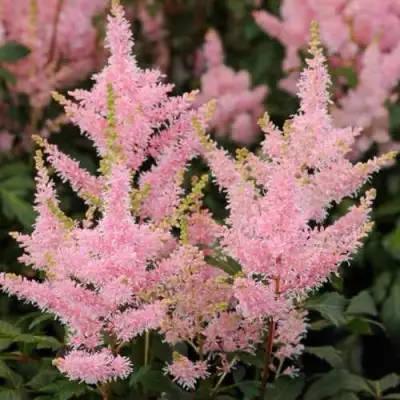 Астильба ЮНИК САЛМОН гибридная в Молодечно