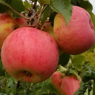 Яблоня БОЛОТОВСКОЕ в Молодечно