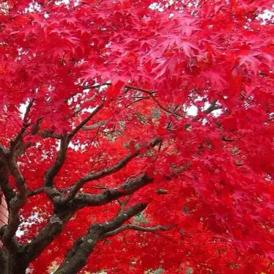 Клен гиннала  в Молодечно