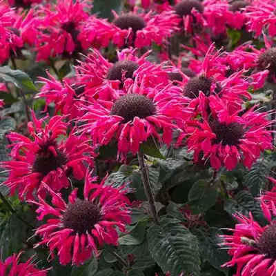 Монарда БИ МЭРИ гибридная в Молодечно