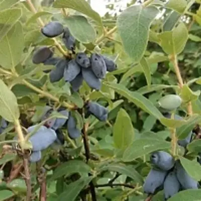 Жимолость съедобная НИМФА (ГАММА) в Молодечно