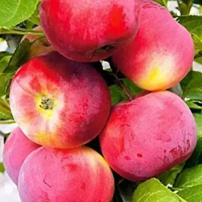 Яблоня СЕРЕБРЯНОЕ КОПЫТЦЕ в Молодечно