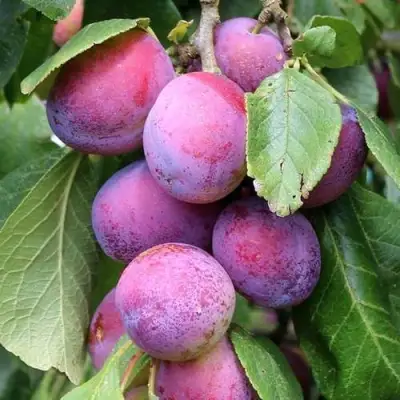 Слива БЛЮ СВИТ колонновидная в Молодечно