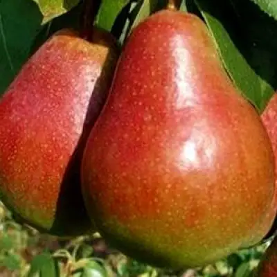 Груша ГЕРА в Молодечно