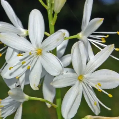 Венечник ветвистый в Молодечно