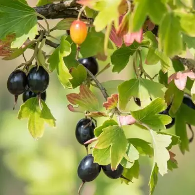 Смородина золотистая БЛЭЙКСТ в Молодечно