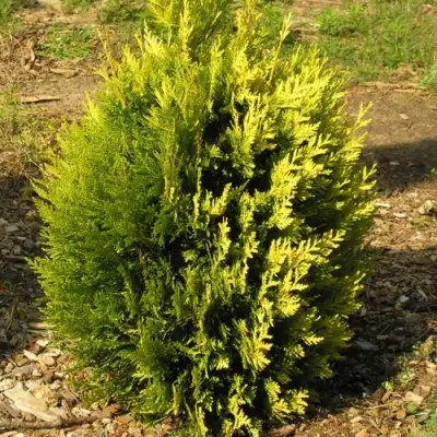 Туя КОППЕР ГОЛД западная в Молодечно