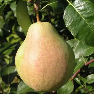 Груша ЛИРА в Молодечно