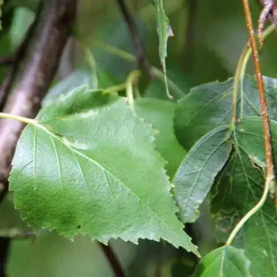 Береза ПОВИСЛАЯ в Молодечно