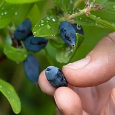 Жимолость съедобная АМФОРА в Молодечно