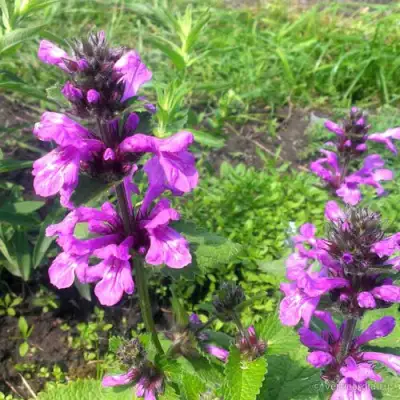 Буквица крупноцветковая в Молодечно