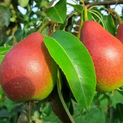 Груша ГЕРА в Молодечно