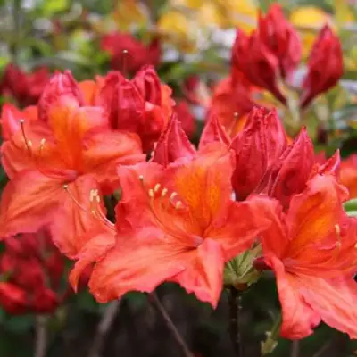 Азалия ЛИЛИНШТЕЙН японская в Молодечно