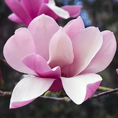 Магнолия РИККИ в Молодечно