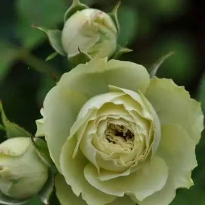 Роза ГРИН ДАЙМОНД миниатюрная в Молодечно