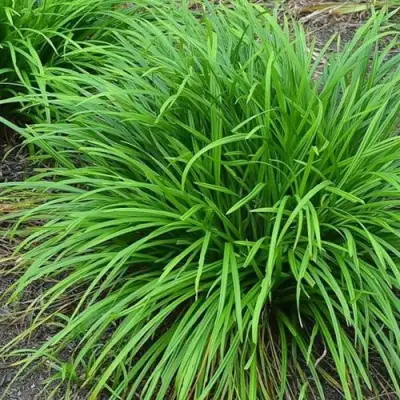 Осока АЙРИШ ГРИН в Молодечно