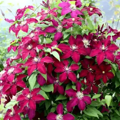 Клематис МАЗОВШЕ в Молодечно