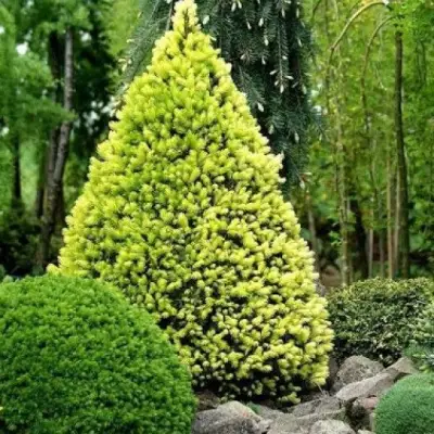 Ель РЕЙНБОУЗ ЭНД сизая в Молодечно