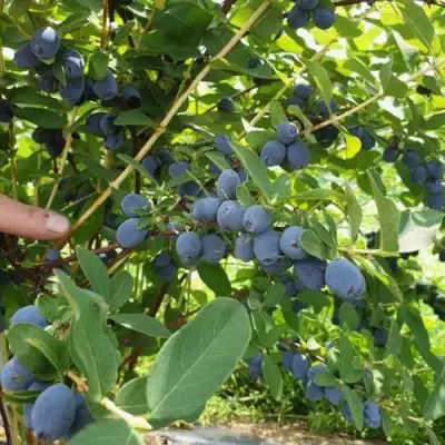 Жимолость съедобная КЛУБНИЧНАЯ СЕНСАЦИЯ в Молодечно