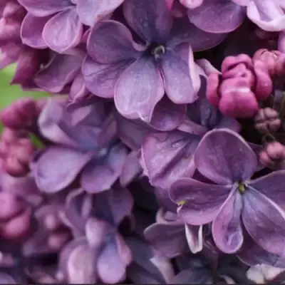 Сирень ВИОЛЕТТА в Молодечно