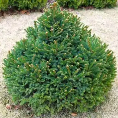 Ель БАРРИ обыкновенная в Молодечно