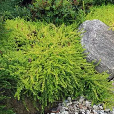 Водяника БЕРНШТЕЙН черная в Молодечно