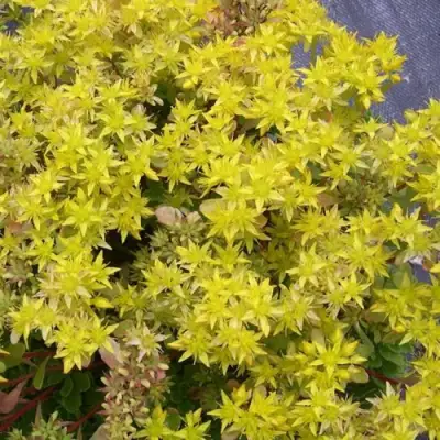 Очиток (седум) ИММЕРГРЮНХЕН в Молодечно