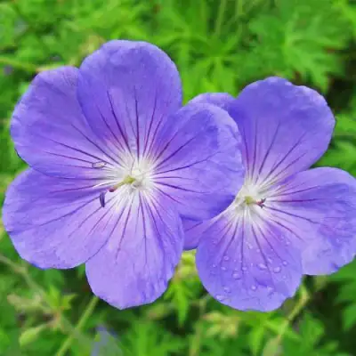 Герань БРУКСАЙД гибридная в Молодечно